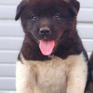 Američka Akita štenci Slika 2