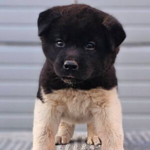 Američka Akita štenci Slika 3