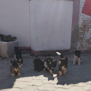 Američka Akita, štenci Slika 3
