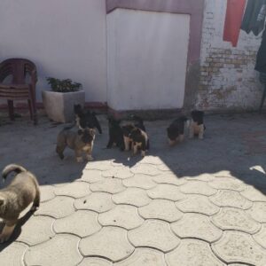 Američka Akita, štenci Slika 5