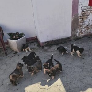 Američka Akita, štenci Slika 6