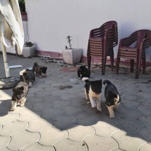 Američka Akita, štenci Slika 7