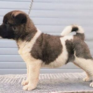 Američka Akita štenci Slika 8