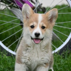 Velški korgi/Welsh Corgi Pembroke Slika 7 Velški korgi/Welsh Corgi Pembroke Slika 7