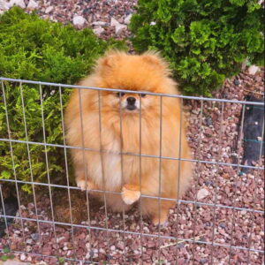 Najlepsi Pomeranci Boo samo u Pom_Hash_Starsu Slika 5