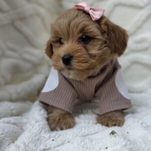 Maltipoo bebe Slika 2