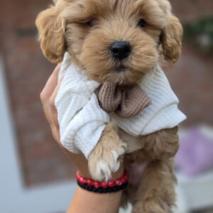Maltipoo bebe Slika 3