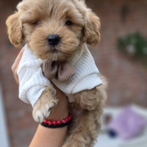 Maltipoo bebe Slika 4