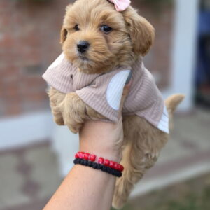 Maltipoo bebe Slika 5