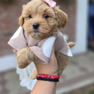 Maltipoo bebe Slika 6