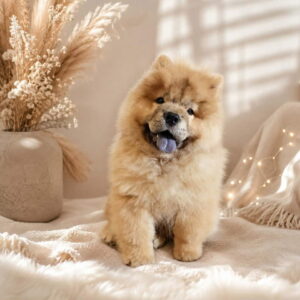 Predivan Chow Chow mužjak, star 3 meseca Slika 2 Predivan Chow Chow mužjak, star 3 meseca Slika 2