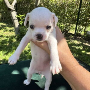 Čivava štene prelepa Civava Chihuahua apple head Slika 3 Čivava štene prelepa Civava Chihuahua apple head Slika 3