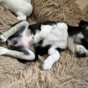 Čivava štene prelepa Civava Chihuahua apple head Slika 5 Čivava štene prelepa Civava Chihuahua apple head Slika 5