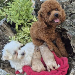 Maltipoo štenci Slika 7 Maltipoo štenci Slika 7