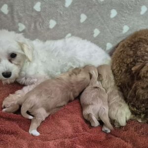 Maltipoo štenci Slika 8 Maltipoo štenci Slika 8