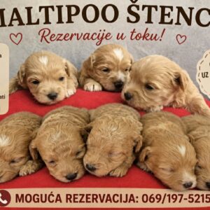 Maltipoo štenci Slika 9 Maltipoo štenci Slika 9