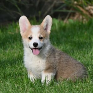 Velški korgi/Welsh Corgi Pembroke Slika 8 Velški korgi/Welsh Corgi Pembroke Slika 8