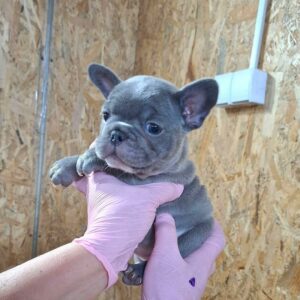 Francuski buldog sivi Slika 7 Francuski buldog sivi Slika 7