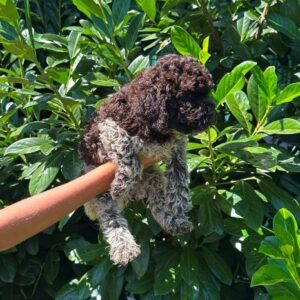 Lagotto Romagnolo štenci Slika 2 Lagotto Romagnolo štenci Slika 2