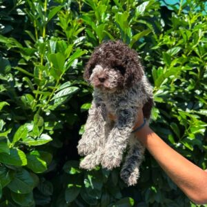 Lagotto Romagnolo štenci Slika 3 Lagotto Romagnolo štenci Slika 3