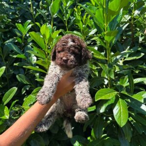 Lagotto Romagnolo štenci Slika 4 Lagotto Romagnolo štenci Slika 4