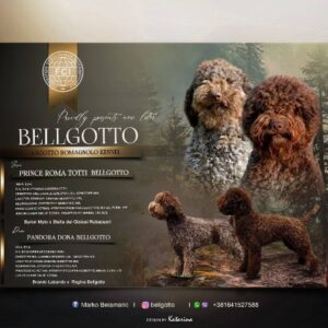Lagotto Romagnolo štenci Slika 5 Lagotto Romagnolo štenci Slika 5