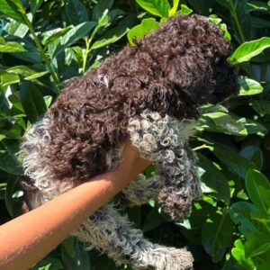 Lagotto Romagnolo štenci Slika 6 Lagotto Romagnolo štenci Slika 6