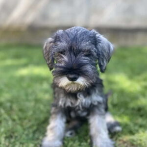 Patuljasti Šnaucer Miniature Schnauzer Slika 2 Patuljasti Šnaucer Miniature Schnauzer Slika 2