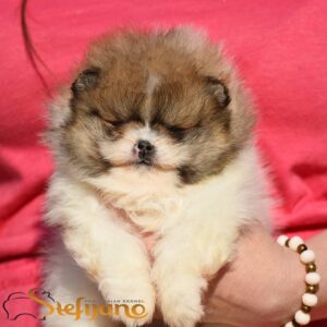 Pomeranac Boo prelepi štenci Slika 2