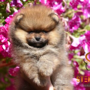 Pomeranac Boo prelepi štenci Slika 3