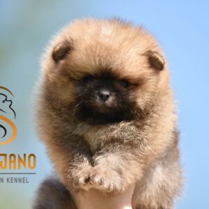 Pomeranac Boo prelepi štenci Slika 4