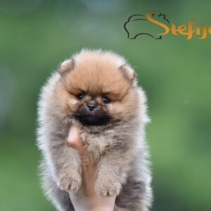 Pomeranac Boo prelepi štenci Slika 5