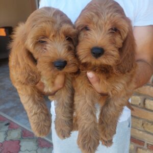 Cockapoo štenci Slika 2 Cockapoo štenci Slika 2
