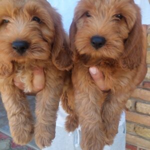 Cockapoo štenci Slika 3 Cockapoo štenci Slika 3