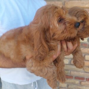 Cockapoo štenci Slika 4 Cockapoo štenci Slika 4
