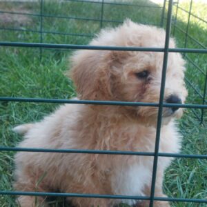 Cockapoo štenci Slika 6 Cockapoo štenci Slika 6