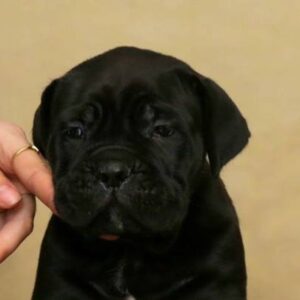Cane Corso Kane Korso NOVO LEGLO Slika 2