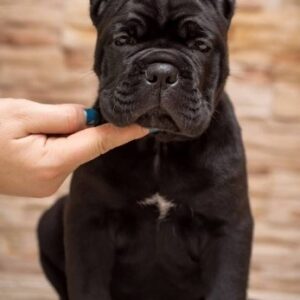 Cane Corso Kane Korso NOVO LEGLO Slika 3