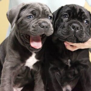 Cane Corso Kane Korso NOVO LEGLO Slika 4