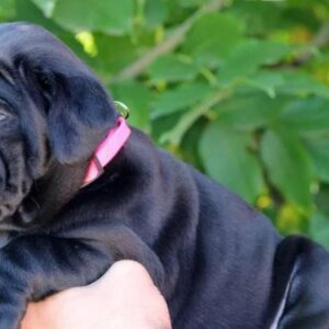 Cane Corso Kane Korso NOVO LEGLO Slika 5