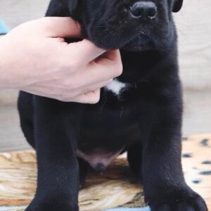 Cane Corso Kane Korso NOVO LEGLO Slika 6
