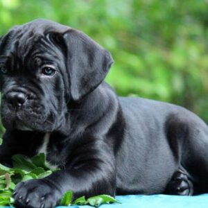 Cane Corso Kane Korso NOVO LEGLO Slika 7