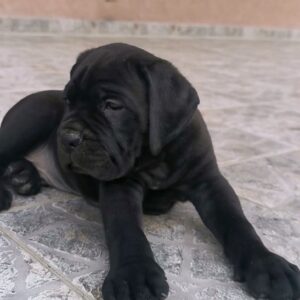 Cane Corso Kane Korso NOVO LEGLO Slika 8