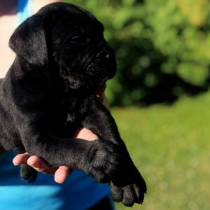 Cane Corso Kane Korso NOVO LEGLO Slika 9