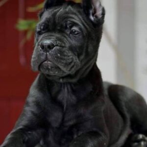 Cane Corso Kane Korso NOVO LEGLO Slika 10