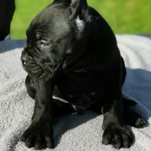 Cane Corso Kane Korso NOVO LEGLO Slika 11