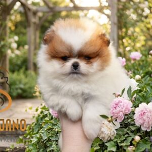 Pomeranac BOO medvedići, Pomeranski Špic štenci Slika 5