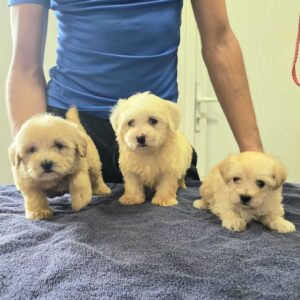 Prelepi Maltipoo štenci Slika 2 Prelepi Maltipoo štenci Slika 2