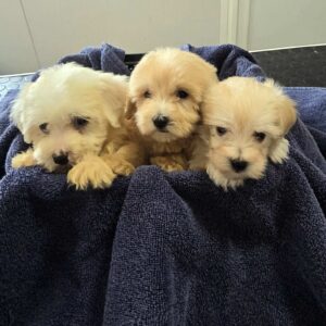 Prelepi Maltipoo štenci Slika 3 Prelepi Maltipoo štenci Slika 3