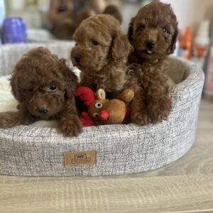 Francuske Toy i patuljaste pudle, prelepe bebe Slika 3 Francuske Toy i patuljaste pudle, prelepe bebe Slika 3